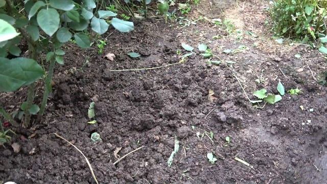 Об актинидии и делах насущных. смотреть онлайн