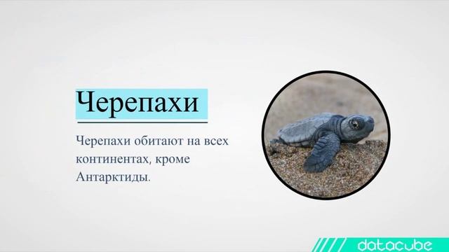 12 удивительных фактов из жизни морских животных смотреть онлайн