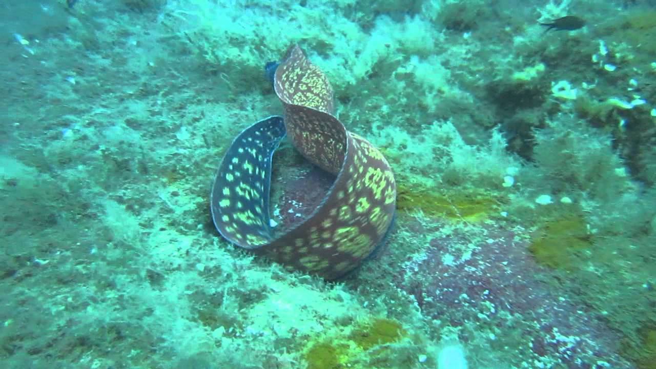 Cyprus 2012 - Zenobia