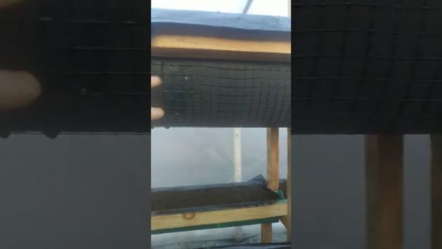 Клубника в малообъемке.2 января 2022 г. смотреть онлайн