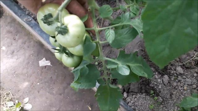 Внекорневая подкормка бором томатов и не только, как и почему. смотреть онлайн