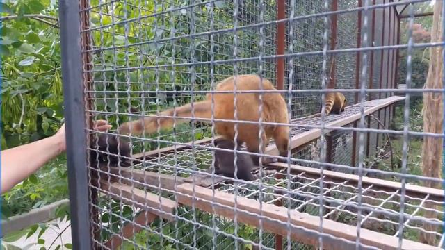 Носушата в парке львов "Тайган" смотреть онлайн