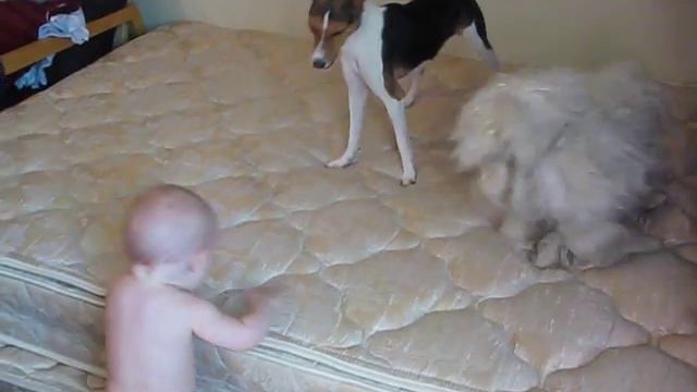 Baby Coyote - 5/11/2009 - Basenji Time! #1 смотреть онлайн