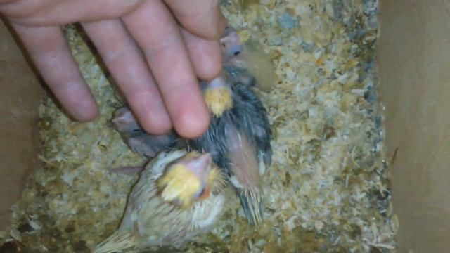 Как растут птенцы . Кореллы . смотреть онлайн