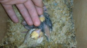 Как растут птенцы . Кореллы .