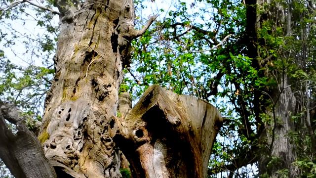 The Oldest Tree in Europe, 4.000 years old смотреть онлайн