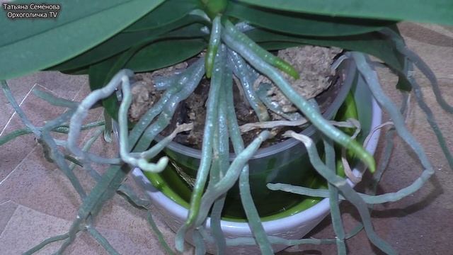 ⚠️ Плесневые грибы ? Грибница в орхидейных горшках ЛИМОННАЯ ПЛЕСЕНЬ. Нарушение условий содержания. смотреть онлайн