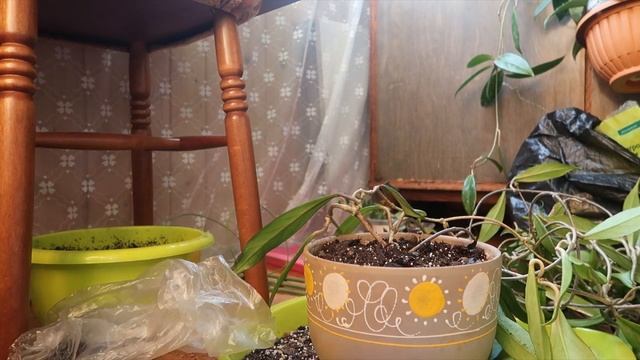 Продолжаю пересадки / Hoya Pubicalyx 'Royal Hawaiian Purple'