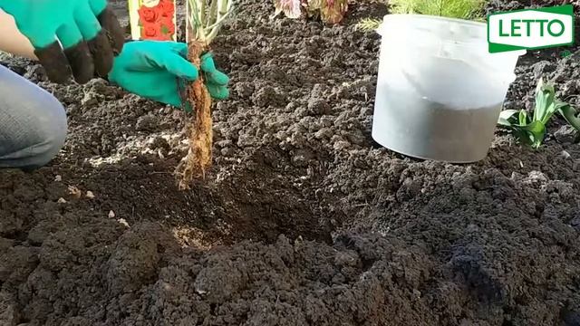 БИОГУМУС - как применять - видеоинструкция (TUT хороший урожай)