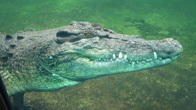 Crocodile Rex at Sydney Aquarium смотреть онлайн
