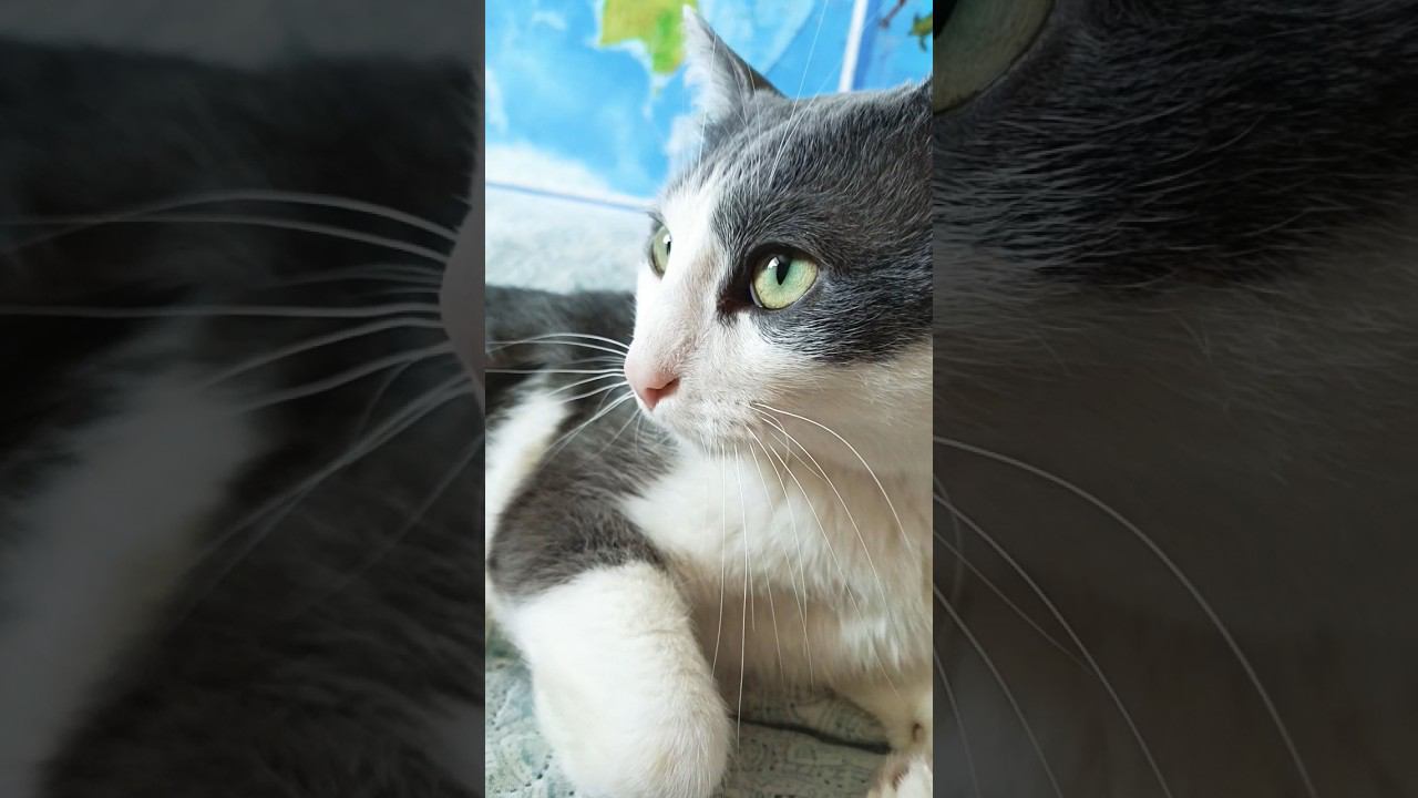 Котозависимость⬛#котики #лайк #питомец #мурзик #кот #котик #любовь #зависимость #котэ #котейка смотреть онлайн