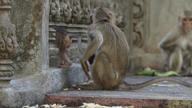 -M-i-n-a-Cutest Adorable Gorgeous Baby Monkey On Earth, Meliza