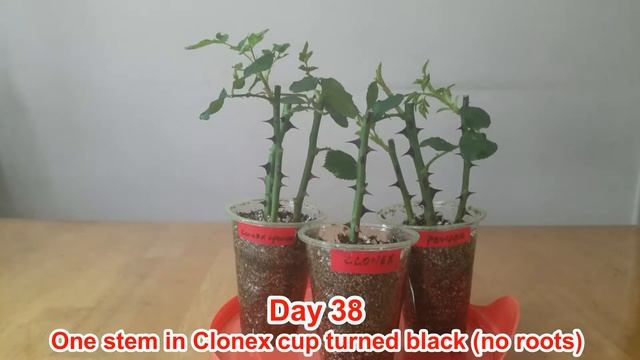 The winner for rooting hormone competition & rose cutting propagation is... (生根剂与月季玫瑰扦插的比较实验) смотреть онлайн