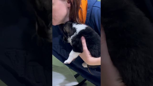 АРМЯНСКИЙ АЛАБАЙ ДЛЯ АШОТА смотреть онлайн