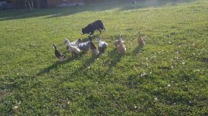 Бордер колли пасет уток