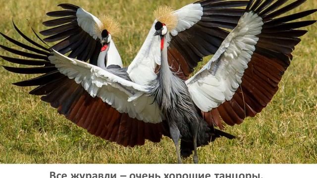 Видеопрезентация "Взгляни на небо...журавли летят" ко Всемирному дню журавля (6+) смотреть онлайн