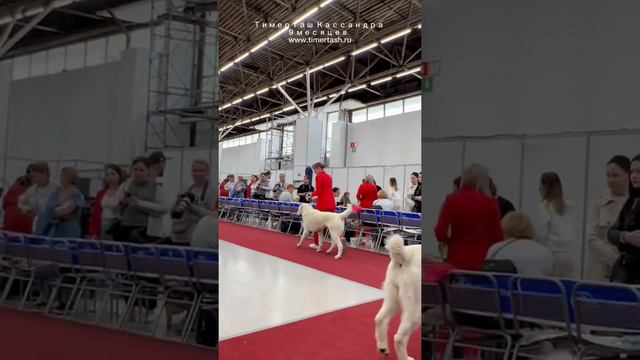 05 июня 2022 Выставка собак ЧРКФ Тюмень ТИМЕРТАШ КАССАНДРА 9 мес JСАС из 2, Лучшая сука юниор, ЮЧРК смотреть онлайн