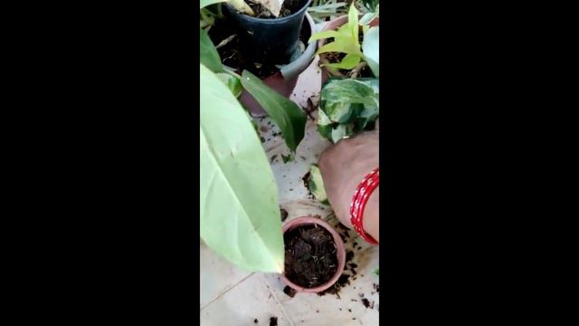 Easy And Different Method To Propagate Marble Pothos , Philodendron And Syngonium  Without Cutting