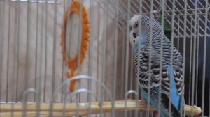 3 часа. Весёлое пение волнистого попугая.