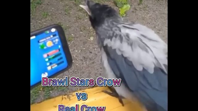 Brawl Stars Crow vs Real Crow?Bruh смотреть онлайн