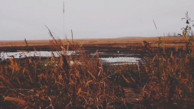 Сектор газа - лирика (фингерстайл кавер на гитаре) смотреть онлайн