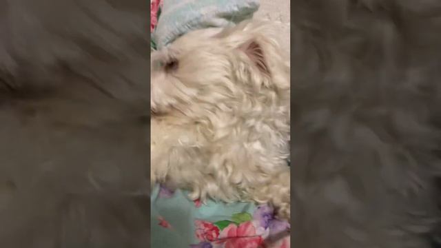 Игра с Рикки. Кусака и копальщик. смотреть онлайн