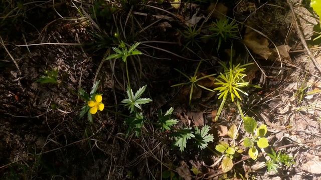 Pieciornik kurze ziele (Potentilla erecta). смотреть онлайн