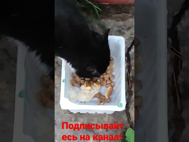 Белая Лапка кушает! смотреть онлайн