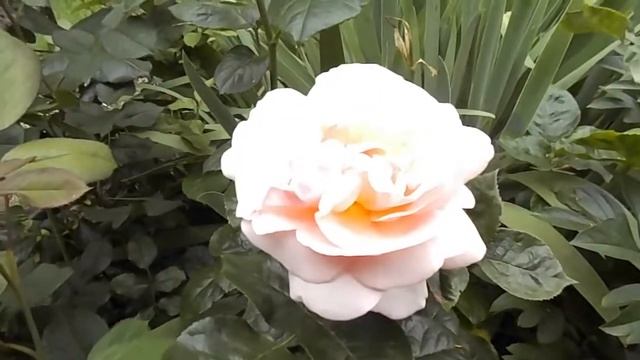 Rose Aphrodite Tan00847 смотреть онлайн