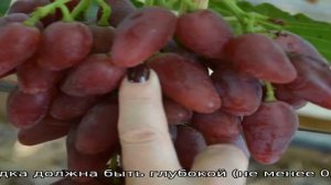 Виноград Дубовский розовый