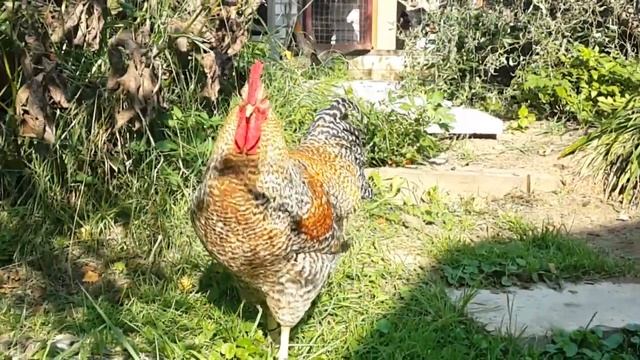 КУРЫ БИЛЕФЕЛЬДЕР. История создания породы. Какие породы задействованы для выведения Билефельдеров смотреть онлайн