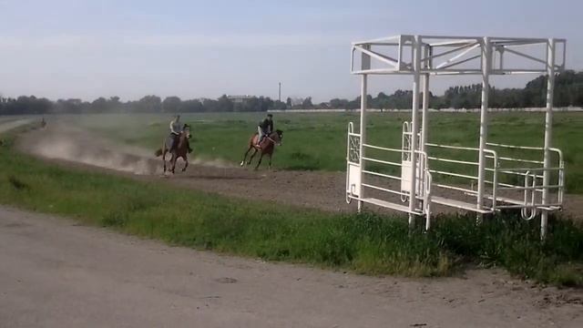 Чистокровная верховная найзагай гаухар смотреть онлайн