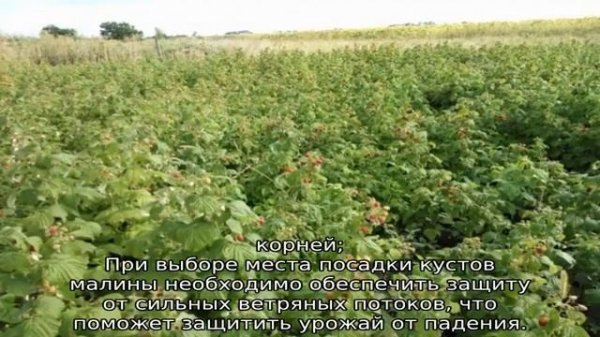 Малина Полана