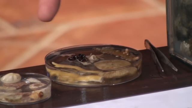 Marine Biology Workshop смотреть онлайн