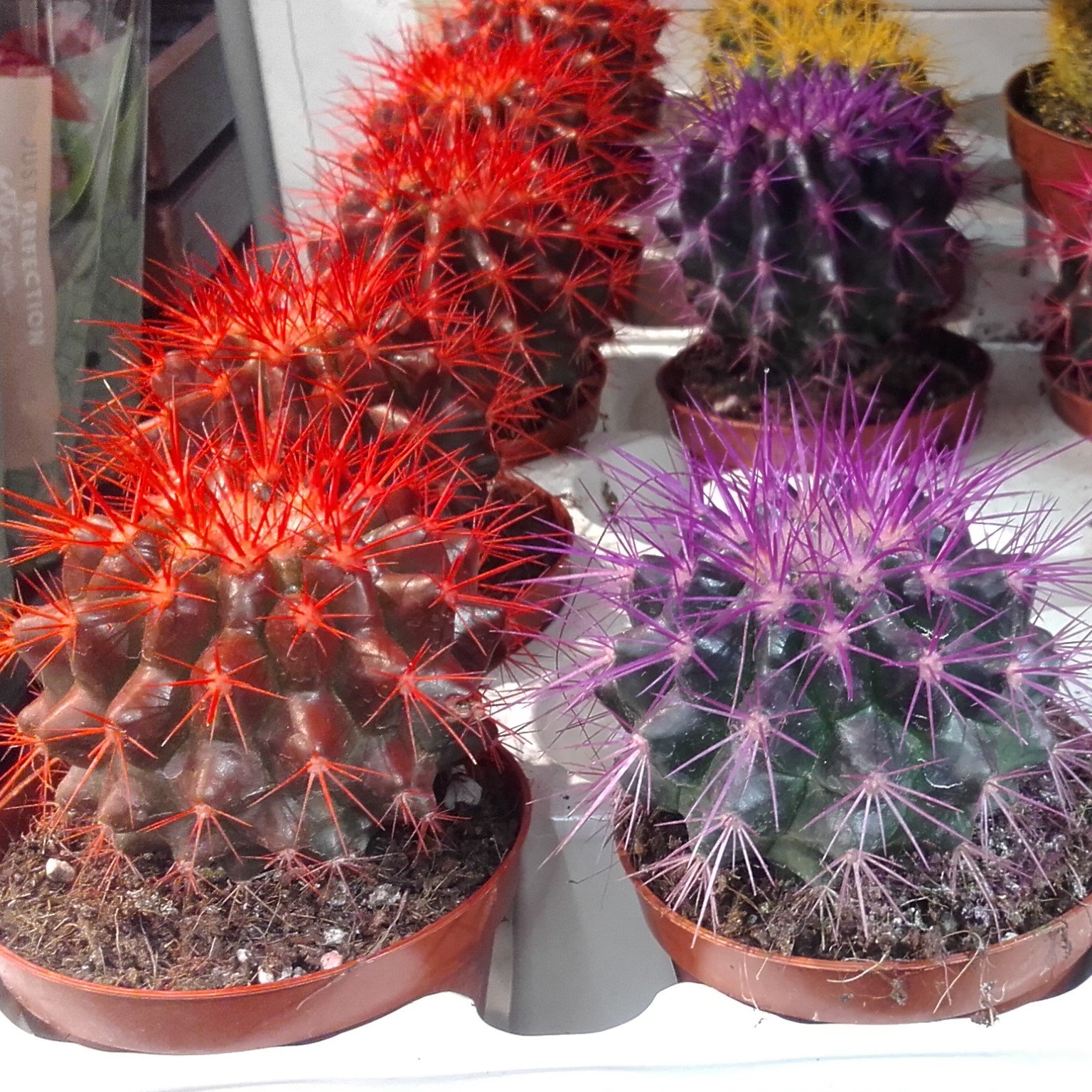 ЧУДО - КАКТУСЫ В ТРЕХ МАГАЗИНАХ: ЛЕРУА МЕРЛЕН, ОБИ, АШАН !!! смотреть онлайн