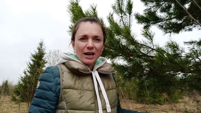 Хвойные деревья и их польза для здоровья. смотреть онлайн