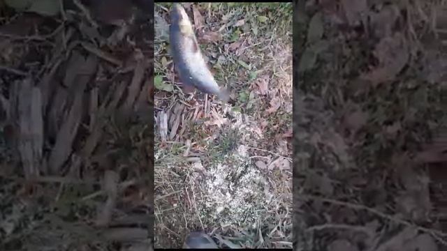 Красноперка или плотва? Пробная рыбалка на Валдае.