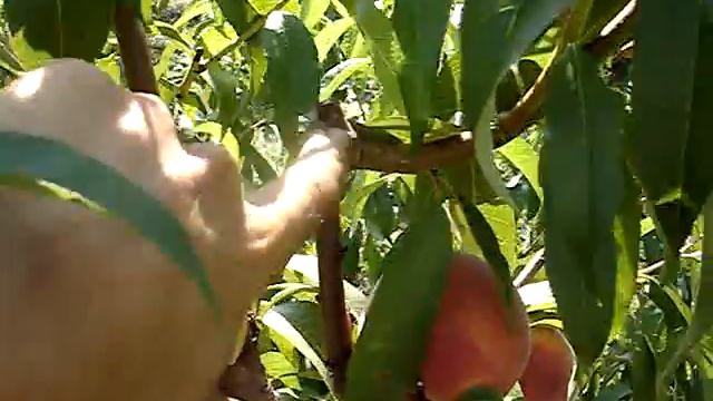 Сорт персик Ред Хевен Люкс 2015 смотреть онлайн