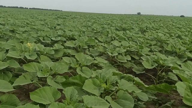 Огляд соняшника - проект "У наших партнерів"( НСХ 6045 22.06.21.) смотреть онлайн