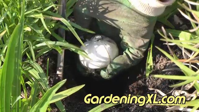 How to plant Allium Globemaster bulbs смотреть онлайн