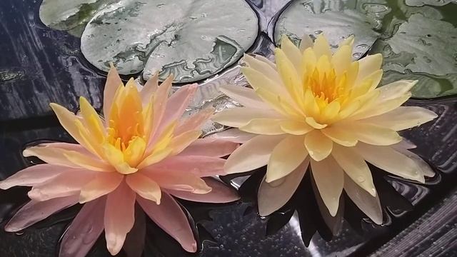 Нимфеи Siam Sunset (Закат Сиама) и Siam Amber (Янтарь Сиама ) кувшинка, waterlily, водные растения смотреть онлайн