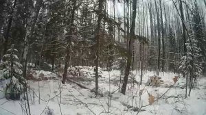 Валка деревьев, и погрузка дров,7№ работа в лесу,