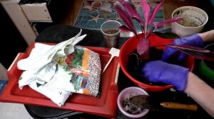 КОРДИЛИНА засыхает, в чем причина, как спасти, не допускайте эту ошибку!