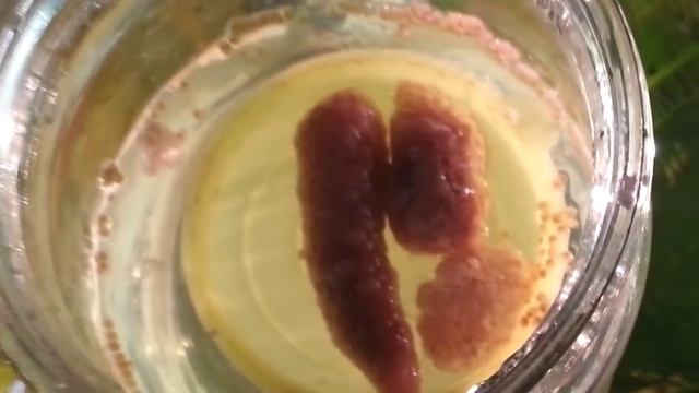 Amazing Idea, как развести ампулярии. Pomacea Bridgesii, инкубатор для ампулярий, Ryby Akwarystyczn