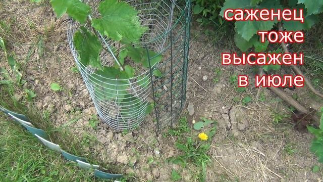 Виноград и домашние животные. Вред и ПОЛЬЗА смотреть онлайн