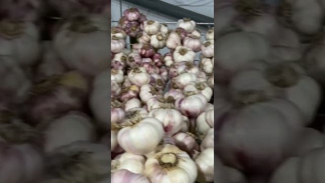 Очищенный чеснок #garlic #farm #garlicfarm #garlicfarming #garlicfarmer #farmer #ферма #chechenya смотреть онлайн