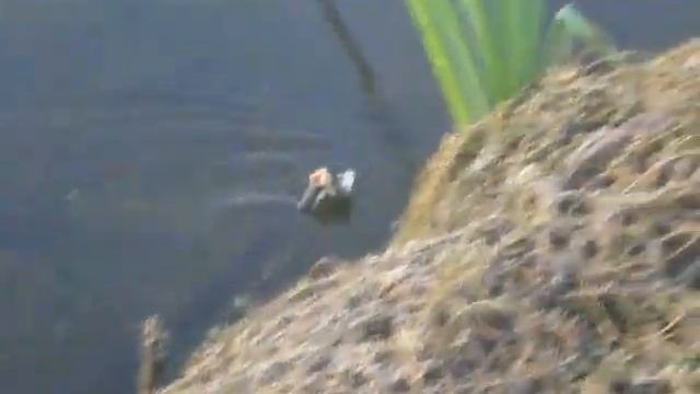 Уж ест рыбу, часть 2 смотреть онлайн
