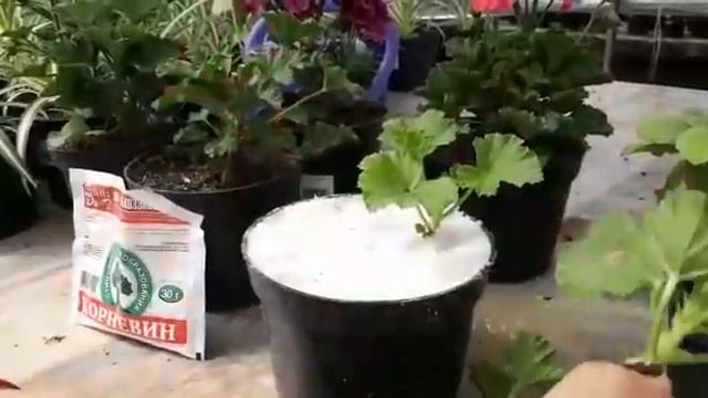 Пеларгония (геран) королевский Pelargoniya (geran) Korolevskiy