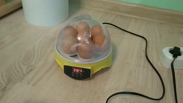 Как вырастить из инкубатора цыплят часть смотреть онлайн
