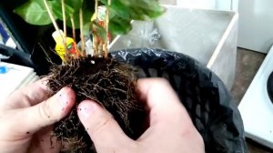 Кофейное дерево Арабика пересадка и уход за кустарником